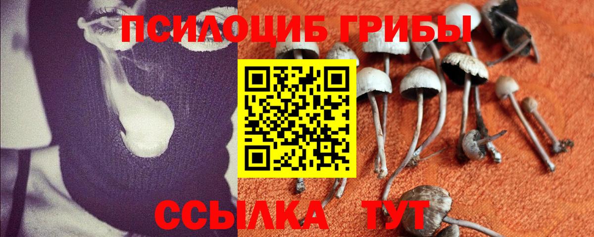 Псилоцибиновые грибы мицелий Тамбов